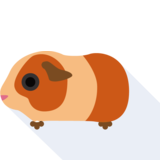 das Meerschweinchen - guinea pig