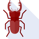 der Käfer - beetle