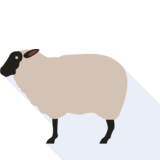 das Schaf - la oveja