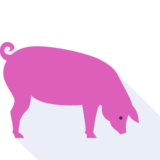 das Schwein - Schwein