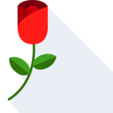  rose - la rosa