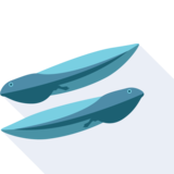  tadpole - tadpole