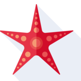 starfish - морская звезда