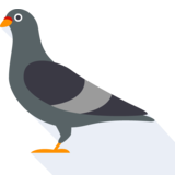  pigeon - голубь