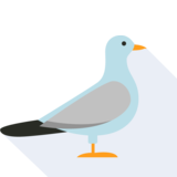  seagull - чайка