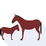  foal - un poulain
