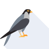  hawk - hawk
