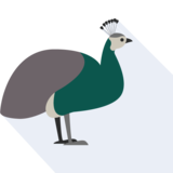  peahen - il pavone femmina