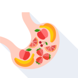 el estómago - estómago