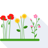 la flor - flower