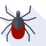 la garrapata - tick