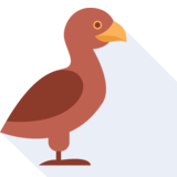 el aguilucho - eaglet