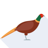 el faisán - pheasant