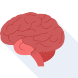 el cerebro - brain