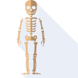 el hueso - bone