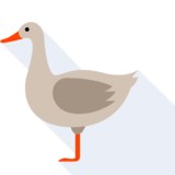 el pato - duck