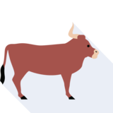 el buey - ox