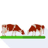 el ganado - cattle