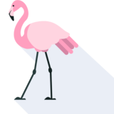 el flamenco - flamingo