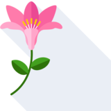 le lis - lily