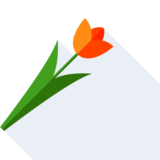 la tulipe - tulip