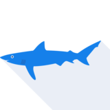 le requin - shark