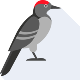 le pivert - woodpecker