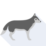 le loup - wolf