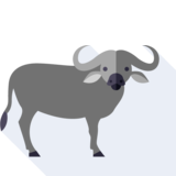 le buffle - buffalo