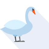 le cygne - cygne