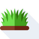 l'erba - grass