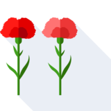 il garofano - carnation