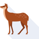 il cerbiatto - fawn