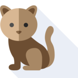 il gatto - el gato