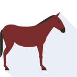 il cavallo - le cheval